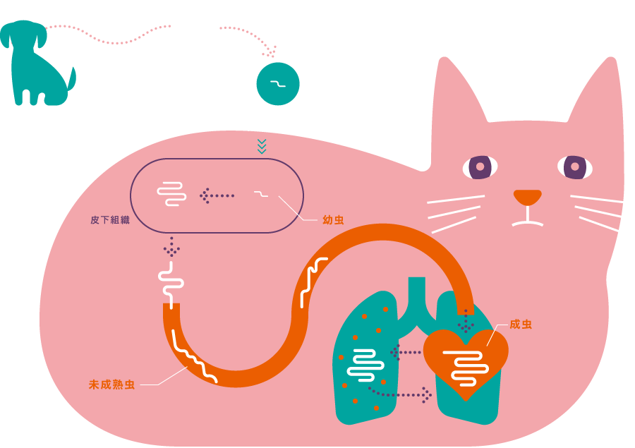 ねこの体内での一生