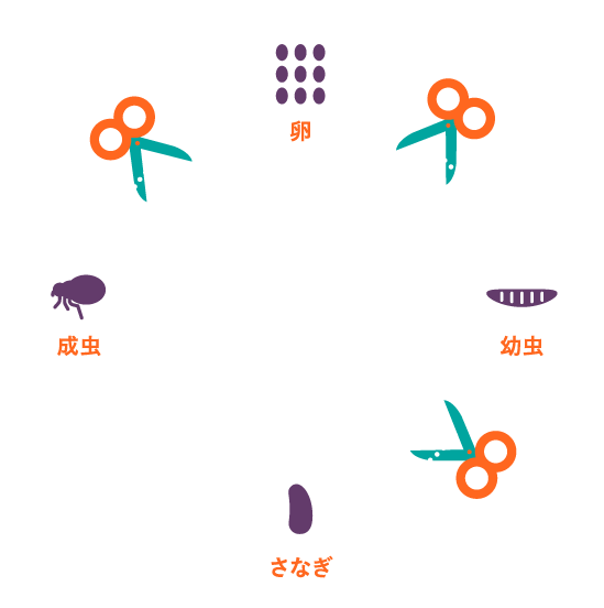 ノミのライフサイクル