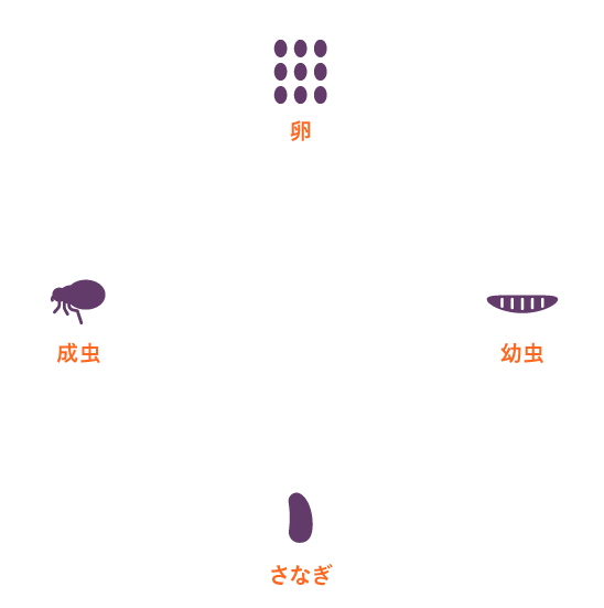 ノミのライフサイクル