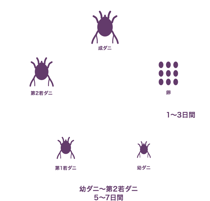 ミミヒゼンダニのライフサイクル