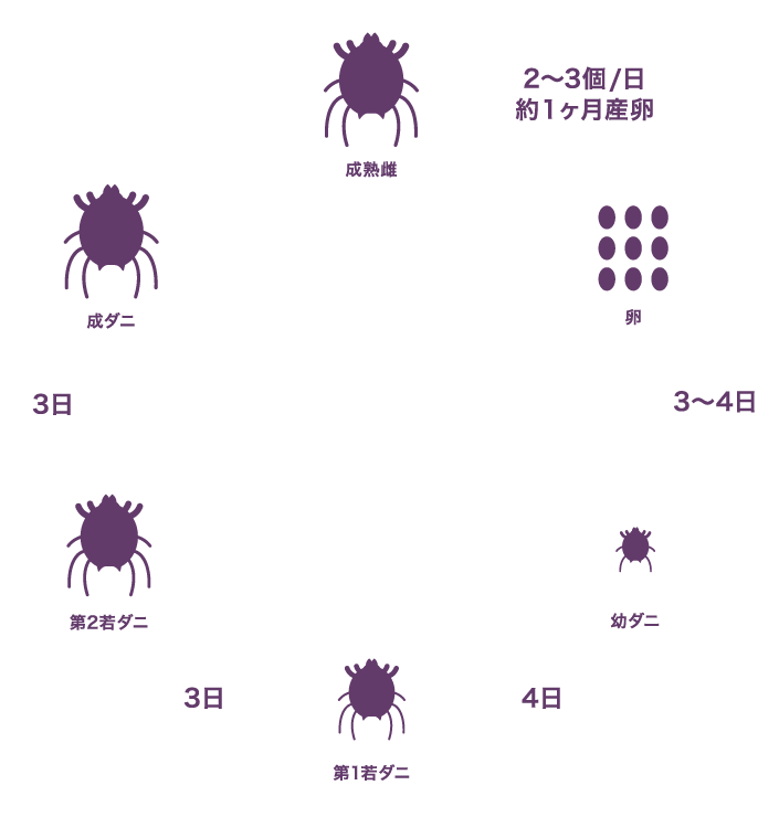 ヒゼンダニのライフサイクル